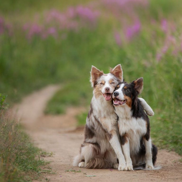 Zwei Hunde Zwei Hunde sitzen auf einem Feld und umarmen sich mit der Pfote