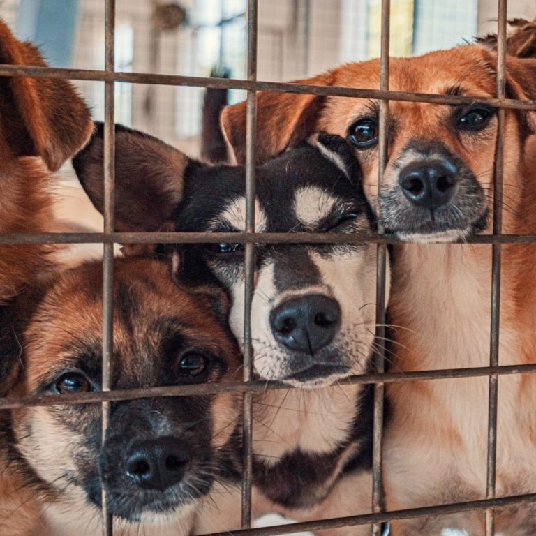 Drei Hunde im Käfig Drei Hunde sitzen in einem Käfig und stecken ihre Schnauzen durch das Gitter